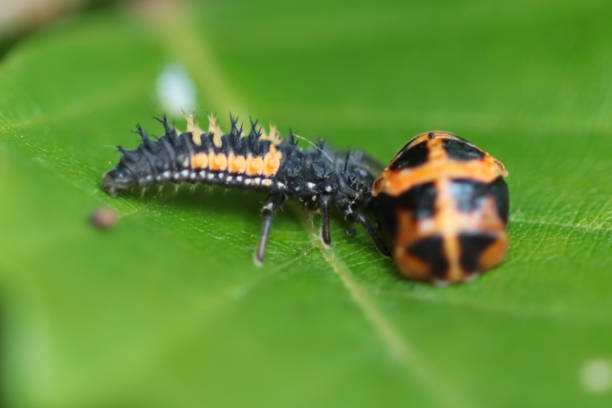 Ladybug nymph on a clover