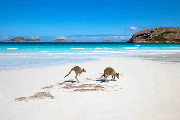 familia canguro en la playa de lucky bay, esperance, australia occidental - australian culture fotografías e imágenes de stock