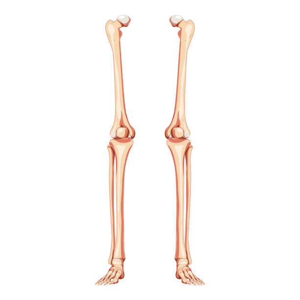 Thighs and legs lower limb Skeleton Human front Anterior ventral view. Set of femur, patella, fibula, tibia, foot realistic flat natural color concept Vector illustration of anatomy isolated on white Thighs and legs lower limb Skeleton Human front Anterior ventral view. Set of femur, patella, fibula, tibia, foot realistic flat natural color concept Vector illustration of anatomy isolated on white fibula stock illustrations
