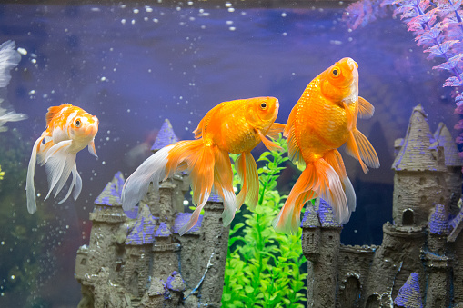 bright goldfish in the aquarium water close up