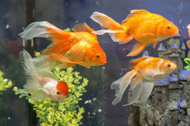 istock bright goldfish in water close up 1403049077