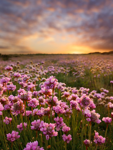 Wildflowers in Mountain Meadow at Sunset - Scenic landscape in high mountain meadow with mountain vista at sunset with warm light. Colorado, USA.