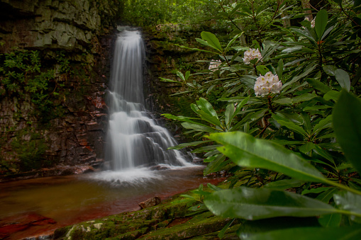 Tennessee waterfall with flowers blooming