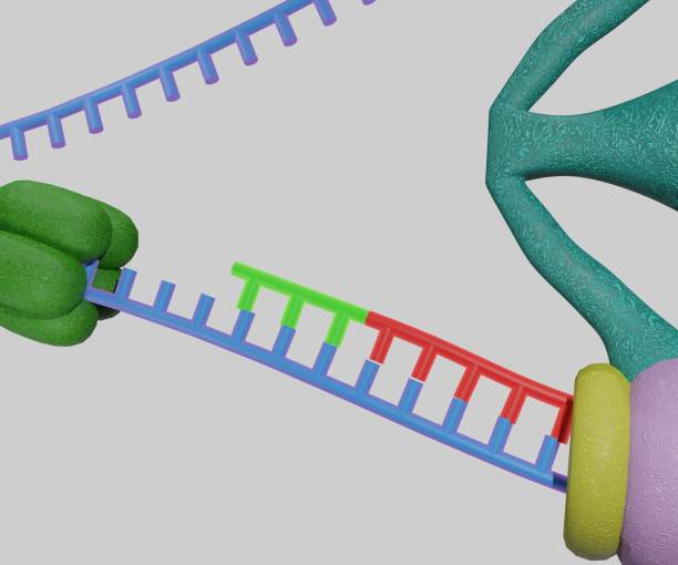 Okazaki fragments are synthesized discontinuously and linked together by DNA ligase Okazaki fragments are synthesized discontinuously and linked together by DNA ligase to create the lagging strand during DNA replication dna ligase stock pictures, royalty-free photos & images