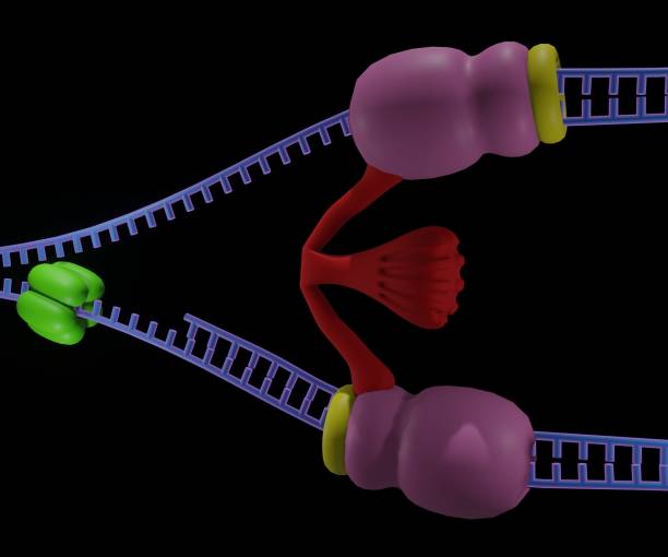 DNA Replication with clamp loader, helicase. dna polimerase and beta clamp process Replication fork for a new strand DNA in the dna origin dna ligase stock pictures, royalty-free photos & images