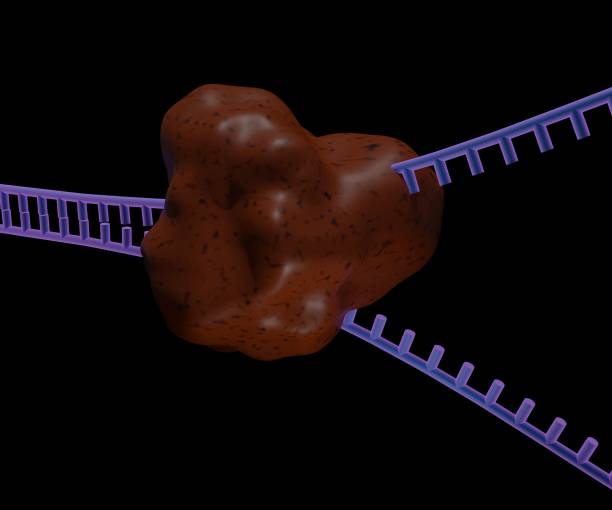 DNA Replication with clamp loader, helicase. dna polimerase and beta clamp process Replication fork for a new strand DNA in the dna origin dna ligase stock pictures, royalty-free photos & images