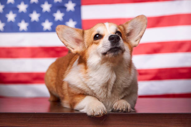 アメリカ国旗の前に横たわるコーギー。 - dog patriotism flag politics ストックフォトと画像