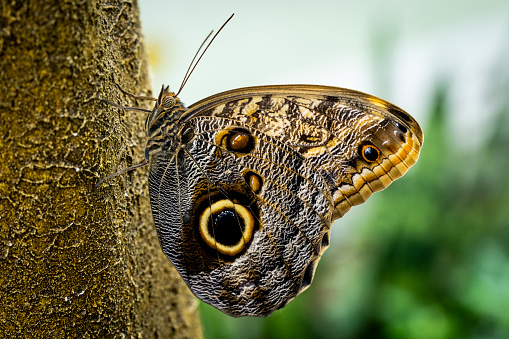 Brazilian Owl Butterfly flying freely in a vivarium.