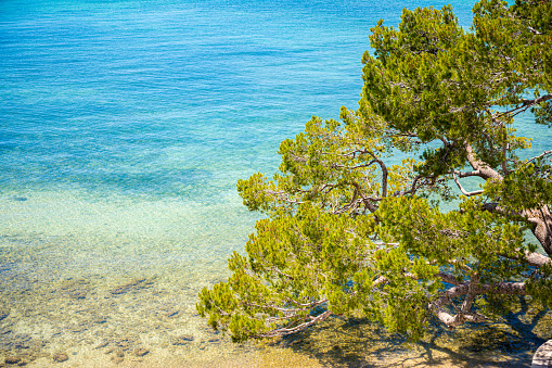 Closeup photo of a pinetree branches with blue sea as background