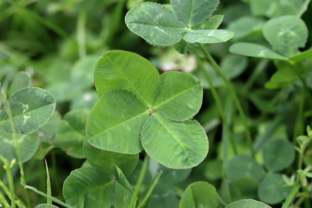 istock The four-leaf clover bring good luck. 1403053697
