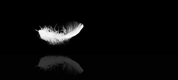 A white down feather on a black soft background. Feather abstract freedom concept