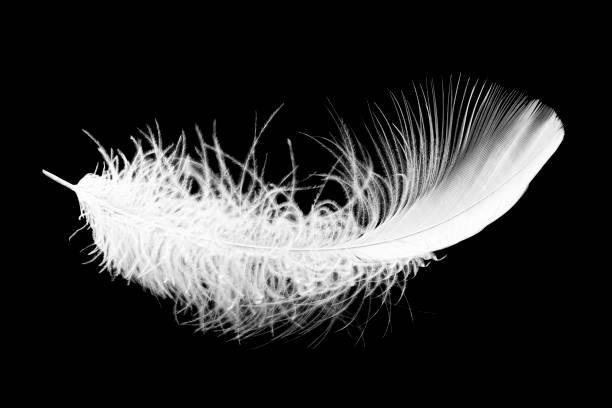istock A white down feather on a black soft background. Feather abstract freedom concept 1403054725