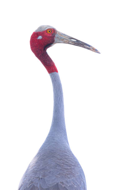 istock Eastern Sarus Crane (Grus antigone) face, isolated on white background,Bird.  with clipping path 1403054734