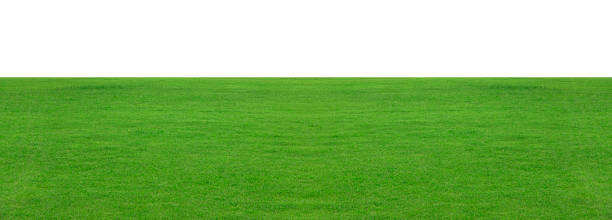 istock Green grass field isolated on white background, for montage product display. with clipping path 1403054767