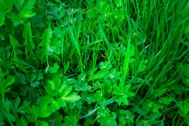 istock Alchemilla vulgaris 1403054927