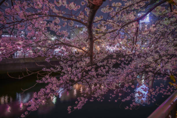 istock Ookigawa Promenade Night Sakura Image 1403056276