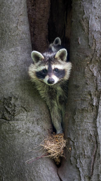istock A raccoon looks out of his tree den 1403057171
