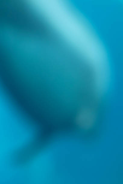 istock Image processed soft focus art photography. Silhouette of a swimming dolphin. 1403057848