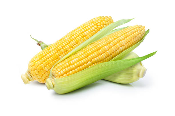 fresh sweet corn Three fresh sweet corn ears isolated on white background. sweetcorn stock pictures, royalty-free photos & images