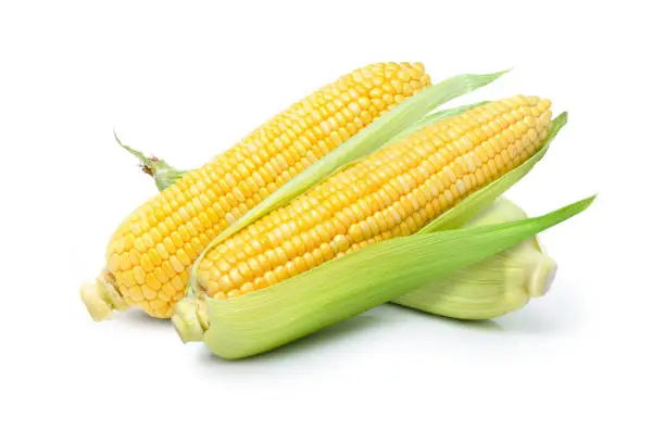 Three fresh sweet corn ears isolated on white background.
