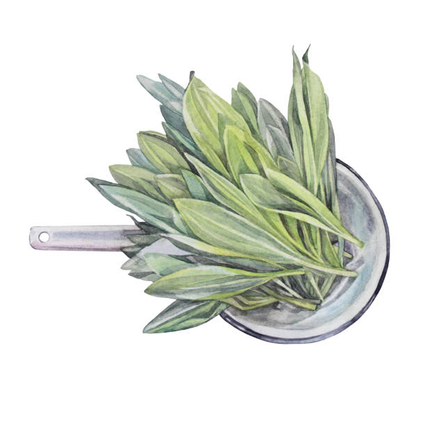 illustrations, cliparts, dessins animés et icônes de aquarelle à l’ail sauvage pour salade dans la passoire isolée sur fond blanc. aliments vitaminés verts épicés dessinés à la main pour la santé. ramson de plante pour livre de cuisine. clipart pour carte café, fond d’écran - herbal medicine nature ramson garlic