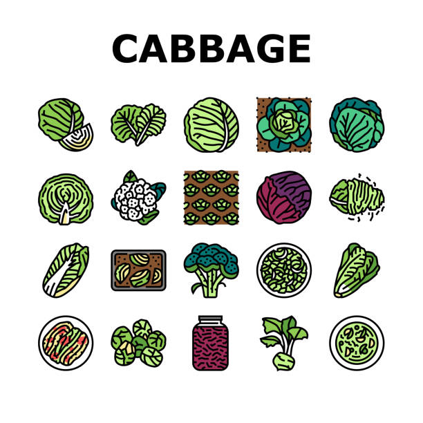 Cabbage Natural Vitamin Food Icons Set Vector Cabbage Natural Vitamin Food Icons Set Vector. Healthy White And Green Cabbage, Broccoli And Lettuce Ingredient For Cooking Soup And Salad. Cauliflower Vegetable Color Illustrations pickled turnip stock illustrations