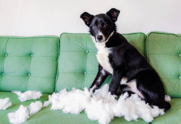 chiot pris en flagrant délit - dog home interior loneliness destruction photos et images de collection