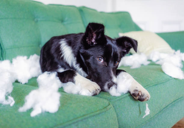 słodkie i niegrzeczne - dog home interior loneliness destruction zdjęcia i obrazy z banku zdjęć