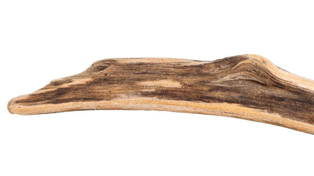 istock Part of driftwood isolated on white 1403061968