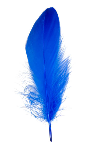 istock Feather elegant puff isolated on the white background 1403062226