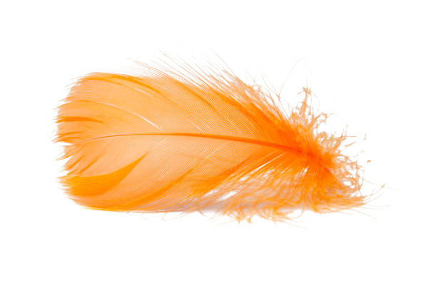 istock Elegant bird feather colorful isolated on the white background 1403062439