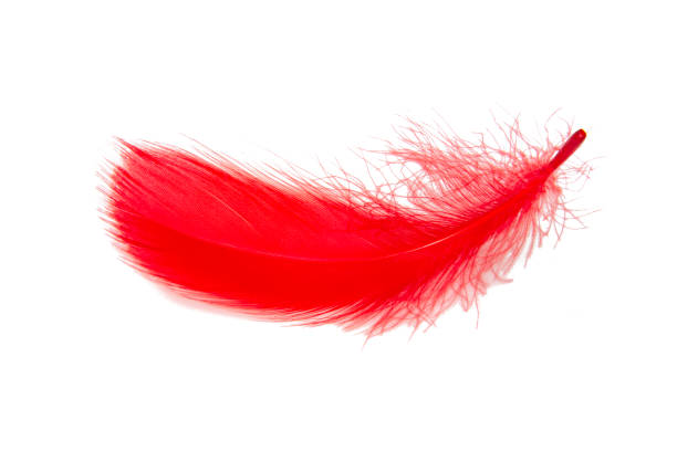 istock Feather elegant red puff isolated on the white background 1403063311