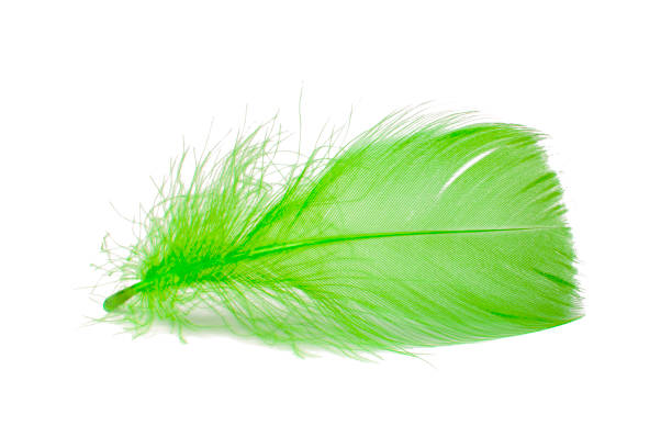 istock Elegant bird feather colorful isolated on the white background 1403063530