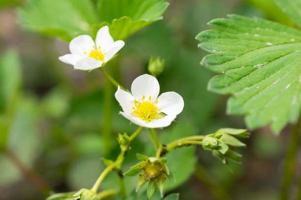 istock white strawberry flowers on a green background 1403065107
