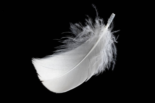 istock white feather of a goose on a black background 1403065118