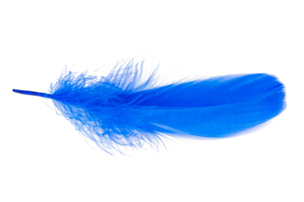 istock Bird feather elegant blue isolated on the white background 1403065396