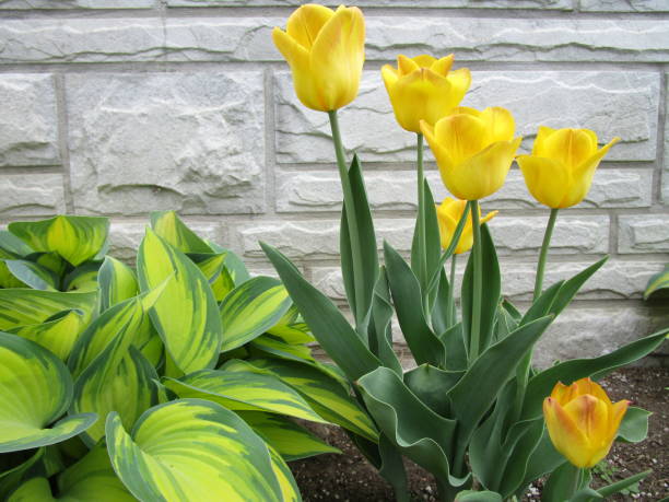istock Yellow Tulips and Hosta 1403066769