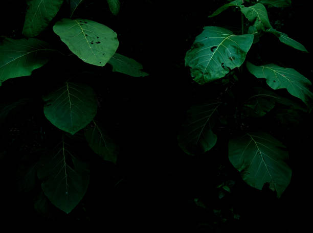 Tropical rainforest foliage plants bushes frame on dark background