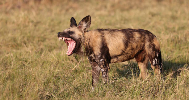 African Wild Dog Yawning stock photo