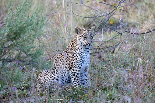 Taken in the Okavango Delta, Botswana