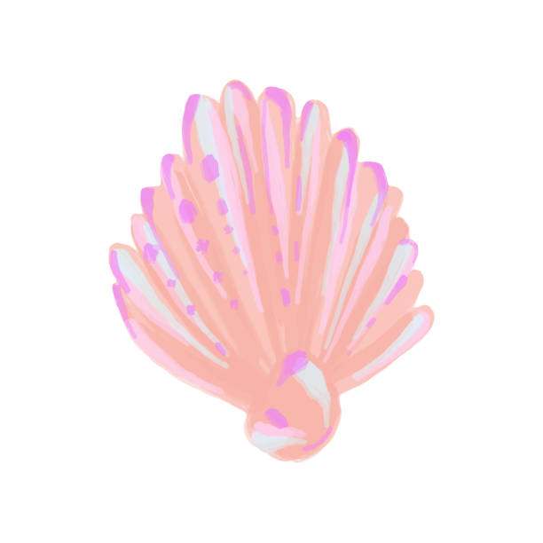 illustrations, cliparts, dessins animés et icônes de vector coquille de mer de couleur nacre peinte à l’aquarelle. illustration estivale d’un coquillage avec une perle. - mother of pearl