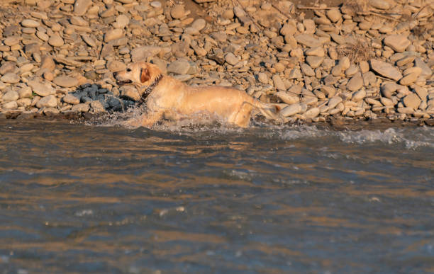 istock Domestic dog near mountain river 1403070103
