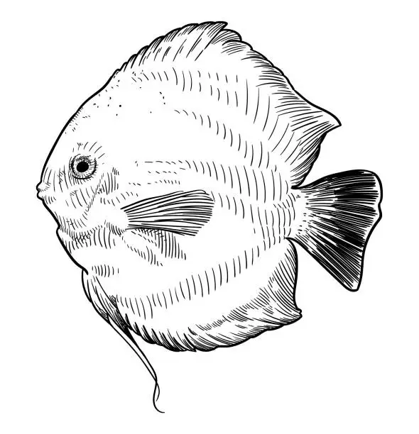 Vector illustration of Vector drawing of a discus fish