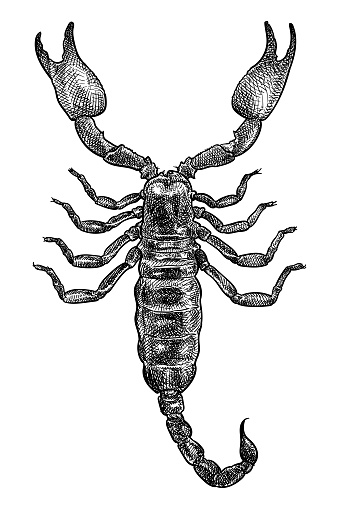 Hand made illustration of a scorpion. Top view.