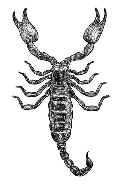 Vector drawing of a scorpion Hand made illustration of a scorpion. Top view. scorpions drawings stock illustrations