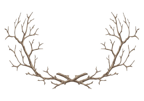 каркас с сухими голыми ветвями. декоративные натуральные веточки. - bare tree dry tree branch stock illustrations