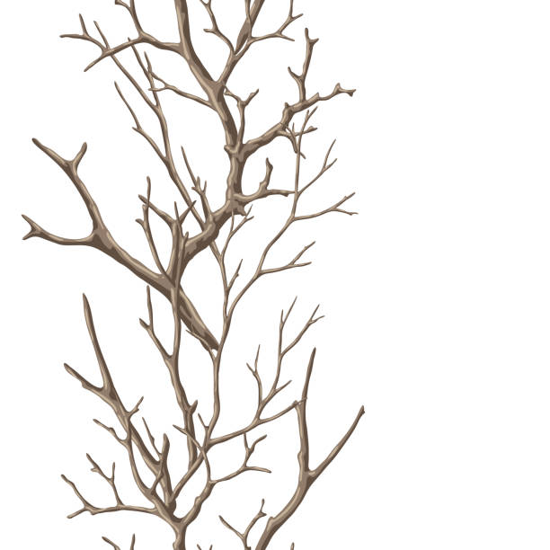 ilustraciones, imágenes clip art, dibujos animados e iconos de stock de patrón sin costuras con ramas desnudas secas. ramitas naturales decorativas. - bare tree nature backgrounds tree trunk branch