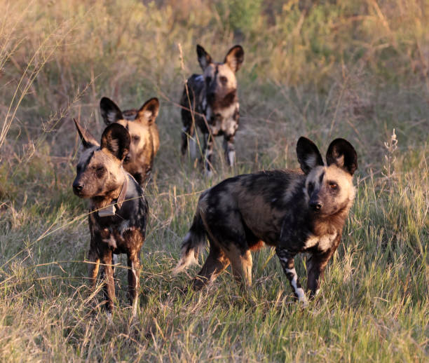 istock African Wild Dogs 1403072610