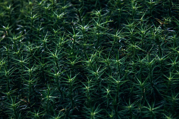 istock peat moss (Sphagnum palustre), Sphagnum, or peat-moss Girgenzona (Sphagnum girgensohnii Russ), macro, closeup 1403072929