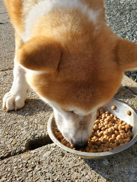 istock Japanese dog, Akita 1403073008